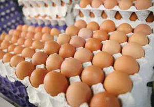 راه صادرات تخم مرغ بسته شد!