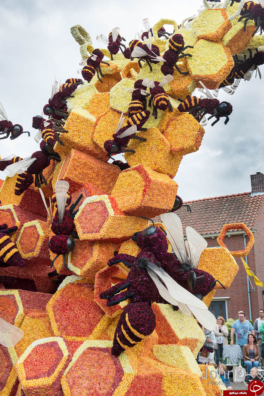 مجسمه های غول پیکر گل در جشنواره هلند +تصاویر