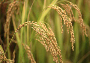 ظهور اولين خوشه رتون برنج