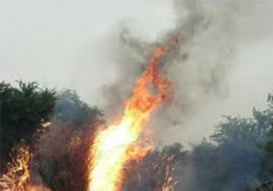 تحویل 11 مظنون آتش‌سوزی عمدی جنگل‌های لرستان به مراجع قضایی‌