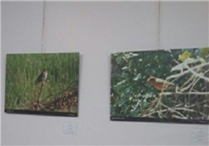 گشایش نمایشگاه تخصصی عکس پرندگان در شهمیرزاد