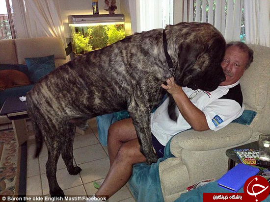 بزرگ‌ترین سگ استرالیا را ببینید +تصاویر