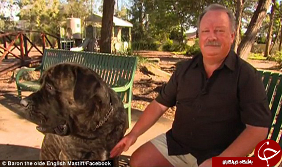 بزرگ‌ترین سگ استرالیا را ببینید +تصاویر