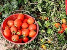 افت قیمت گوجه فرنگی در زنجان