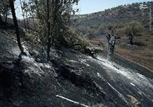مهار آتش سوزی جنگل ها و مراتع معمولان پلدختر
