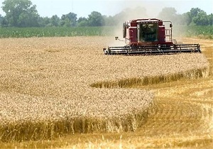 تولید سالانه بیش از 690 هزار تن گندم در اردبیل/56 درصد مطالبات گندمکاران پرداخت شد