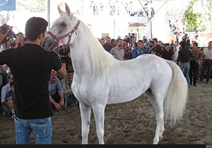 جشنواره معرفی اسب اصیل ایرانی در اصفهان