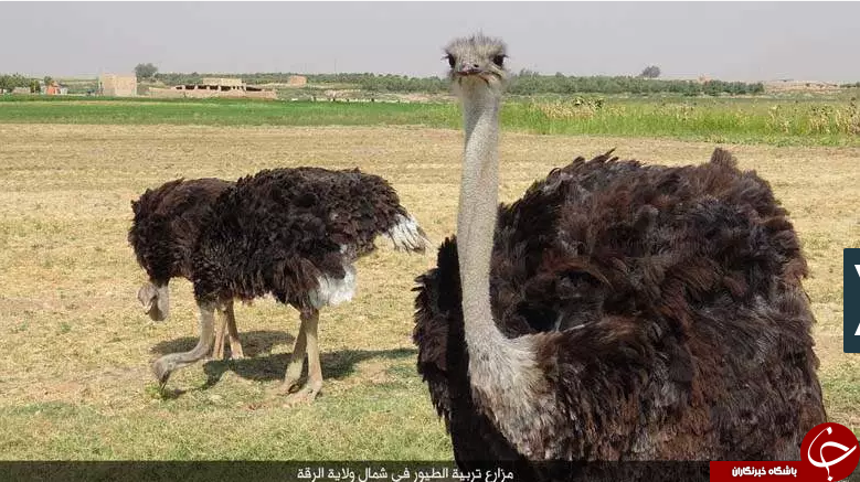 تصاویری خیره کننده از مزارع پرورش پرندگان زینتی و شترمرغ تروریست‌های داعشی در رقه