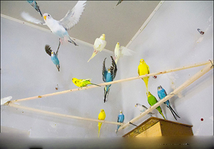 خرید و فروش پرنده زینتی در تهران ممنوع است