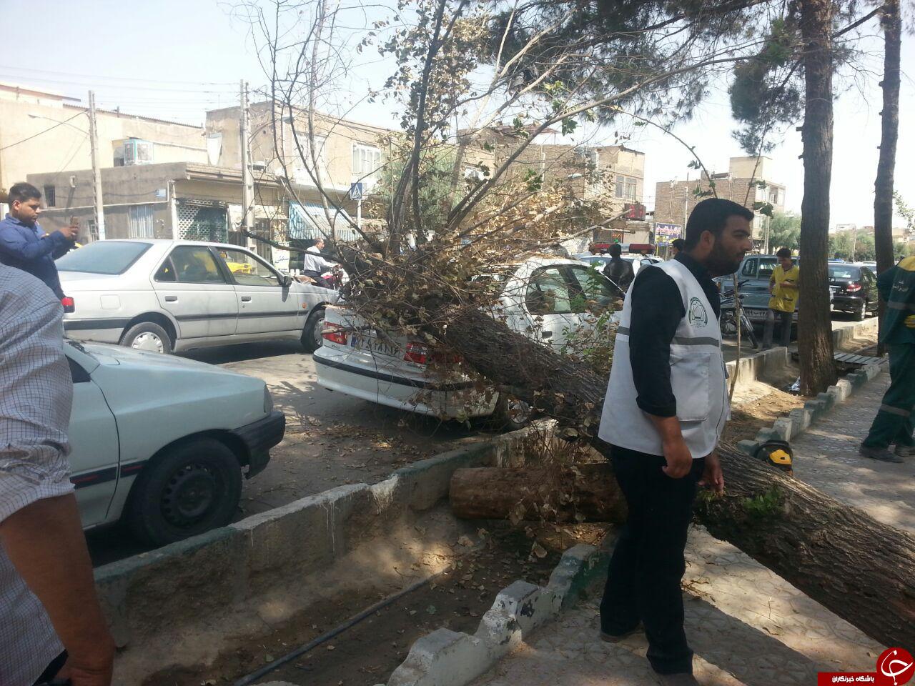 سقوط درخت بر روی خودرو سمند + تصاویر