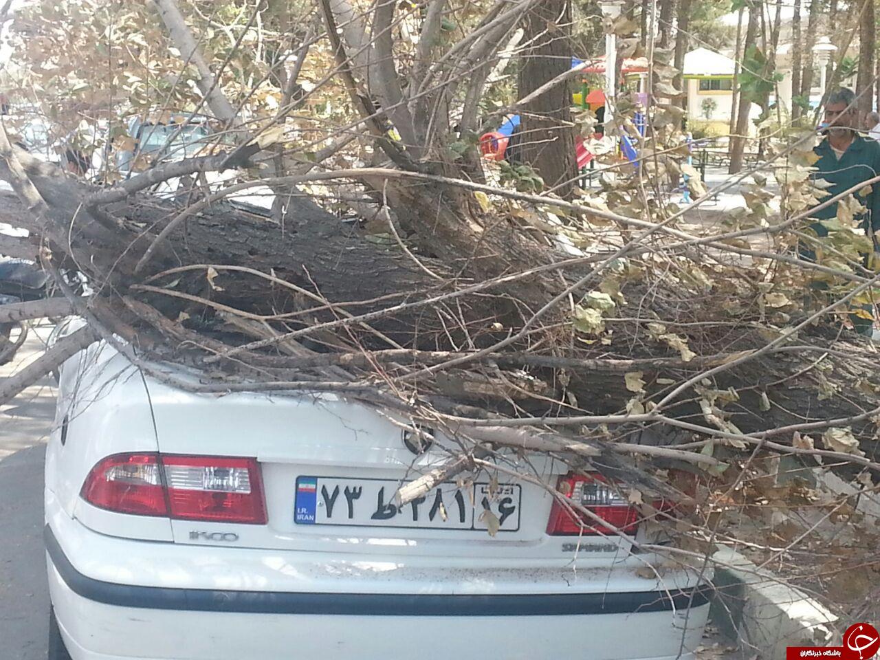 سقوط درخت بر روی خودرو سمند + تصاویر
