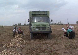 پیش بینی برداشت بیش از 95 هزار تن چغندر قند از مزارع مهاباد