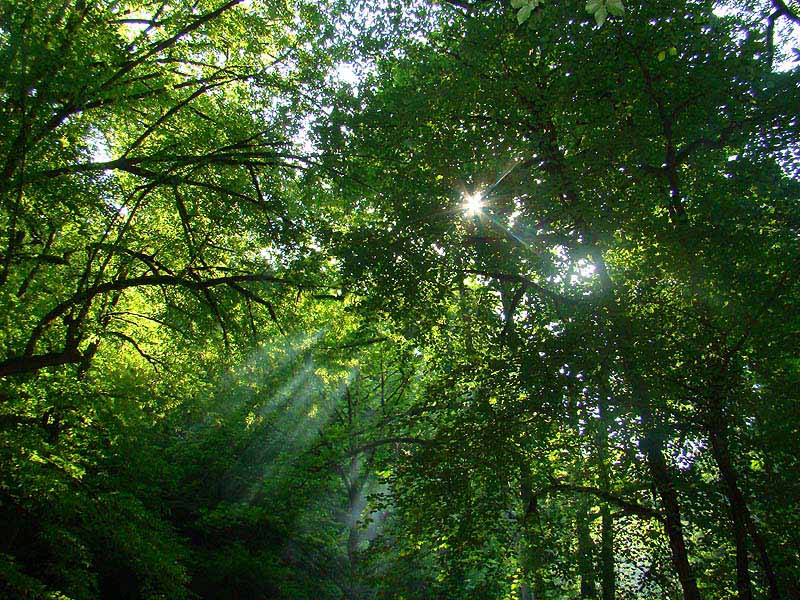 یک دهه سکوت برای آخرین بازمانده از جنگل‌های عصر یخبندان/ طرح «تنفس 10 ساله جنگل ها» به کجا رسید؟
