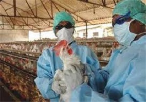 اجرای طرح مراقبت فعال آنفلوانزای پرندگان در بوئین زهرا