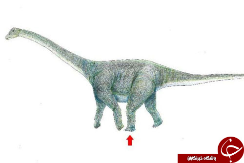 کشف ردپای بزرگترین دایناسور تاریخ در مغولستان+ تصاویر
