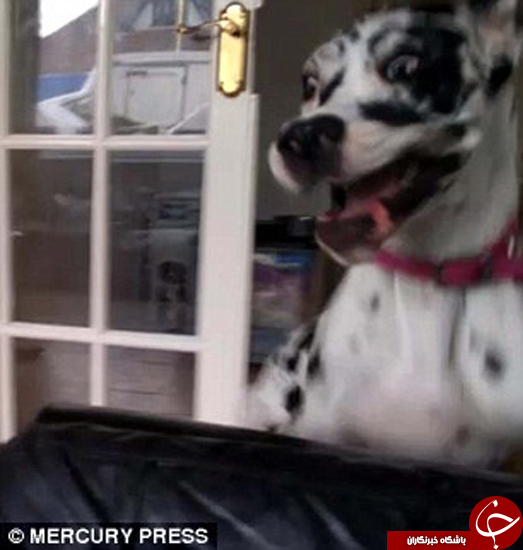 سگی که شبکه‌های اجتماعی را قبضه کرده است +تصاویر