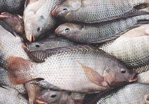 پرورش ماهی تیلاپیا در فاضلاب !