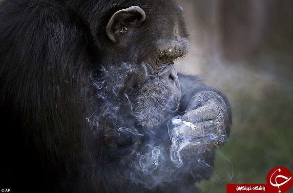 سیگار کشیدن راهی جدید برای آموزش +تصاویر