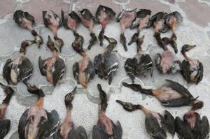 کشف و ضبط پرندگان شکار شده در آستانه اشرفیه