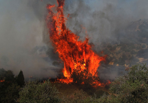 آتش سوزی در 2 هکتار از جنگل های لردگان