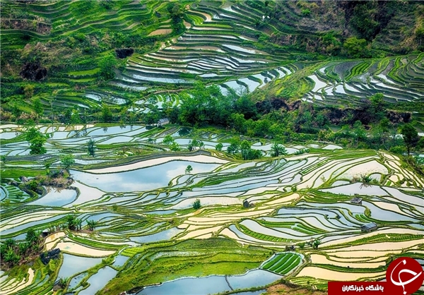 زیباترین مزارع برنج جهان در چین +تصاویر