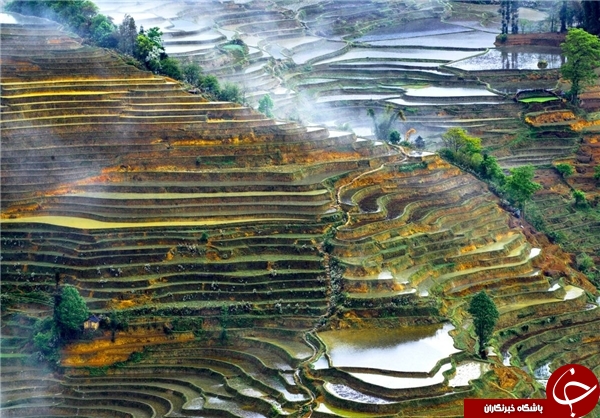 زیباترین مزارع برنج جهان در چین +تصاویر