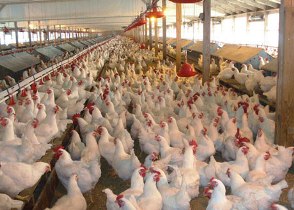 تولید مرغ های بدون آنتی بیوتیک در دزفول