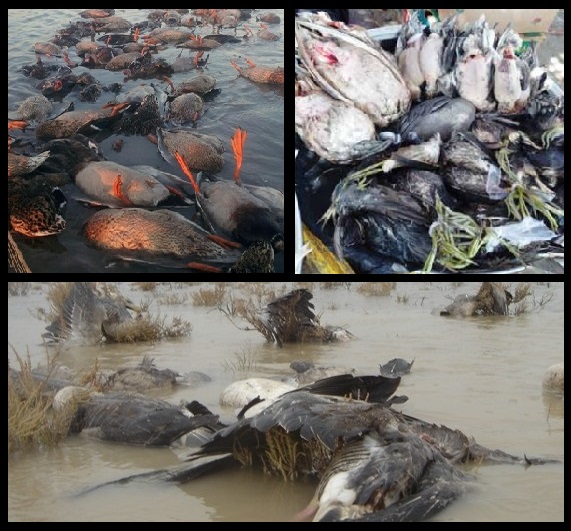 تالاب‌های خوزستان،کشتارگاه جدید پرندگان مهاجر/وقتی زنان مُسِن،سپر صیادان طماع می‌شوند