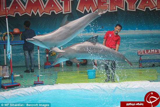 دلفین‌ها به صورت غیر قانونی در سیرک‌ها نگه‌داری می‌شوند +تصاویر