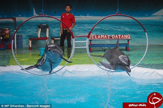 دلفین‌ها به صورت غیر قانونی در سیرک‌ها نگه‌داری می‌شوند +تصاویر