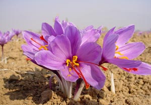 پیش بینی برداشت 80 کیلوگرم زعفران در فارسان