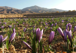 برداشت زعفران در مزارع روستای قنبرباغی + تصاویر