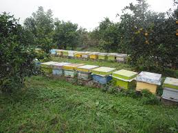 آمارگیری از زنبورستانهای زنبورعسل در طارم
