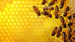 جمع آوری عسل به قیمت سقوط