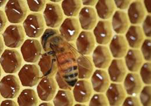 تولید 140 تن عسل در فارس
