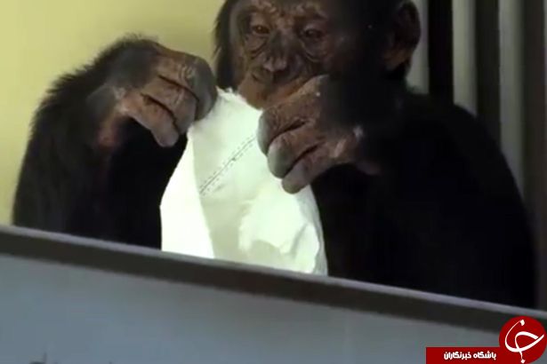 پاکیزه ترین شامپانزه جهان+فیلم