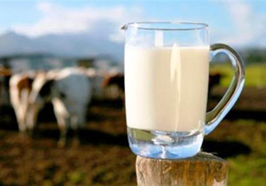 رتبه دوم کشور در سرانه تولید شیر خام