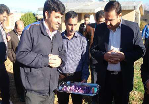 کشت موفق آزمایشی زعفران در استان