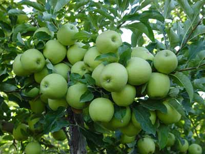 برداشت بیش از6 هزار تن  سیب درختی در جنوب کرمان