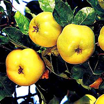 تولید5 1درصد از میوه بِه کشور در شهرستان نطنز