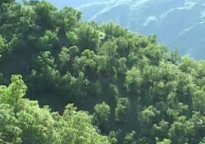 زوال جنگل‌های زاگرس با حال نامساعد درختان بلوط + فیلم