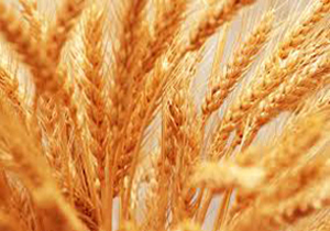 کاشت گندم در 250 هزار هکتار از مزارع فارس