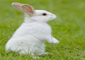 دستگیری شکارچیان خرگوش در ‌بروجرد
