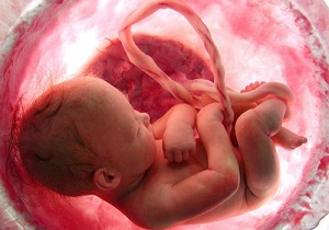 از این زمان جنین درون شکم مادر زیبا می شود