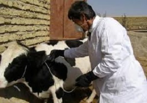 پایان مرحله دوم واکسیناسیون تب برفکی در کردستان