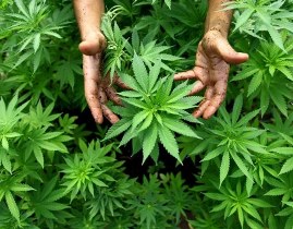 کشف 9 مزرعه تولید مواد مخدر ماری‎جوآنا