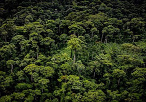 کشف مرتفع‌ترین درخت گرمسیری جهان