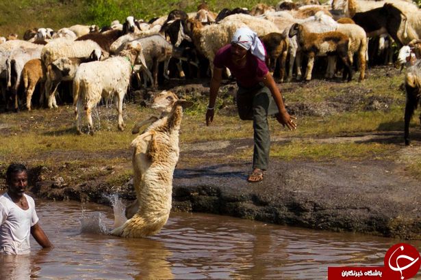 وقتی چوپان گوسفندانش را با توپ بستکتبال اشتباه می گیرد+ تصاویر
