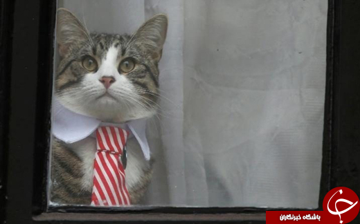گربه باکلاس آسانژ سوژه عکاسان خبری +تصاویر