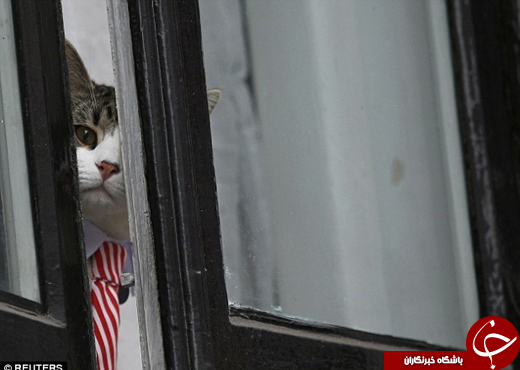 گربه باکلاس آسانژ سوژه عکاسان خبری +تصاویر